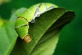 Common Mormon (Papilio Polytes)