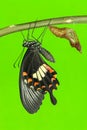 Common mormon (Papilio polytes romulus) butterfly