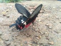 Common mormon is common species of swallotail butterfly widely distributed acros asia.common mormon on ground. Royalty Free Stock Photo