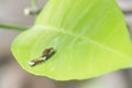 Common Mormon Swallow Tail Butterfly Caterpillar