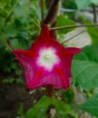 A Common Morning Glory Flower Royalty Free Stock Photo