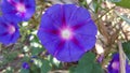Common Morning Glory Royalty Free Stock Photo