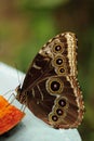 A common morpho butterfly feeds on mango. Royalty Free Stock Photo