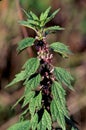 Common Motherwort 34299