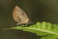 Common mottle, Miletus chinensis, Namdapha Tiger reserve, Arunachal Pradesh, India