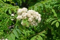 Common mountain ash Sorbus aucuparia L.. Blossoming Royalty Free Stock Photo