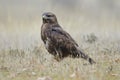 Common mousetrap Buteo buteo, perched on the ground. Leon, Spain