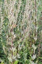 Common mugwort allergen plant Artemisia vulgaris