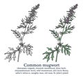Common mugwort. Colorful vector hand drawn plant. Vintage medicinal sketch