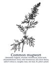 Common mugwort. Vector hand drawn plant. Vintage medicinal plant sketch. Royalty Free Stock Photo