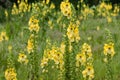 Common mullein flowers