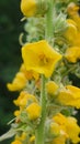 Common mullein plant in flower bloom in Wild native herb garden Royalty Free Stock Photo