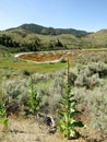 Common Mullein plants and Spotted lake near the city of Osoyoos, Okanagan Valley, BC, Canada Royalty Free Stock Photo