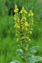 Common Mullein  16780 Royalty Free Stock Photo