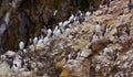 Common Murre