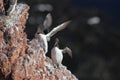 Common murre or common guillemot (Uria aalge) on the island of Heligoland, Germany Royalty Free Stock Photo