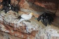 Common murre or common guillemot (Uria aalge) on the island of Heligoland, Germany Royalty Free Stock Photo