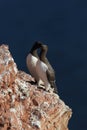 Common murre or common guillemot (Uria aalge) on the island of Heligoland, Germany Royalty Free Stock Photo