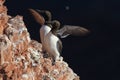 Common murre or common guillemot (Uria aalge) on the island of Heligoland, Germany Royalty Free Stock Photo