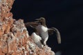 Common murre or common guillemot (Uria aalge) on the island of Heligoland, Germany Royalty Free Stock Photo