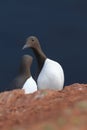 Common murre or common guillemot (Uria aalge) on the island of Heligoland, Germany Royalty Free Stock Photo