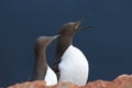 Common murre or common guillemot (Uria aalge) on the island of Heligoland, Germany Royalty Free Stock Photo