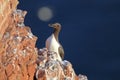 Common murre or common guillemot (Uria aalge) on the island of Heligoland, Germany Royalty Free Stock Photo