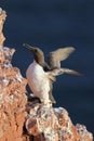 Common murre or common guillemot (Uria aalge) on the island of Heligoland, Germany Royalty Free Stock Photo