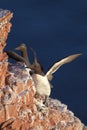 Common murre or common guillemot (Uria aalge) on the island of Heligoland, Germany Royalty Free Stock Photo