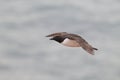 Common murre or common guillemot (Uria aalge) Heligoland, Germany Royalty Free Stock Photo