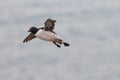 Common murre or common guillemot (Uria aalge) Heligoland, Germany Royalty Free Stock Photo