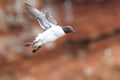 Common murre or common guillemot (Uria aalge) Heligoland, Germany Royalty Free Stock Photo