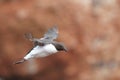 Common murre or common guillemot (Uria aalge) Heligoland, Germany Royalty Free Stock Photo