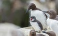 Uria aalge is a large auk, chick image. Royalty Free Stock Photo