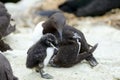 Uria aalge is a large auk, chick image. Royalty Free Stock Photo