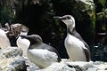 Common Murre Looking Right