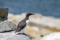 Common Murre on Machias Seal Island