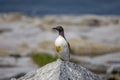 Common Murre on Machias Seal Island