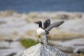 Common Murre on Machias Seal Island