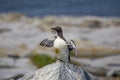 Common Murre on Machias Seal Island