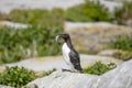 Common Murre on Machias Seal Island Royalty Free Stock Photo