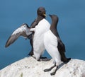 Common Murre Royalty Free Stock Photo