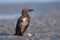 common murre oil victim Royalty Free Stock Photo