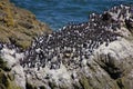 Common Murre and pelagic cormorants Royalty Free Stock Photo