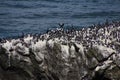 Common Murre and pelagic cormorants Royalty Free Stock Photo