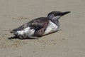 Common Murre Resting On Beach