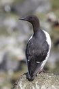 Common murre is sitting on a rock with his back summer Royalty Free Stock Photo