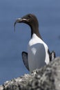 Common murre sitting on a rock near the colony with a fish in it Royalty Free Stock Photo