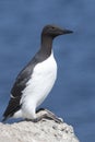Common murre is sitting on a rock the sunny day