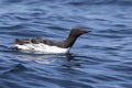 Common murre is swimming in the ocean sunny day Royalty Free Stock Photo